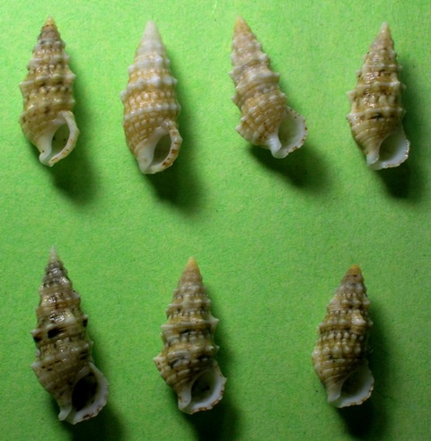 Cerithium lividulum e repandanum