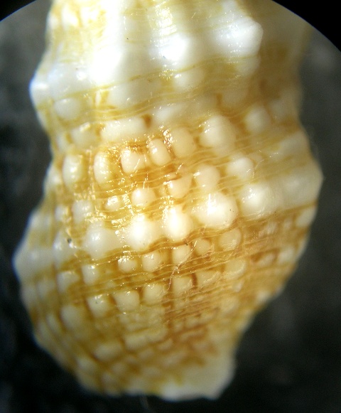 Cerithium lividulum e repandanum