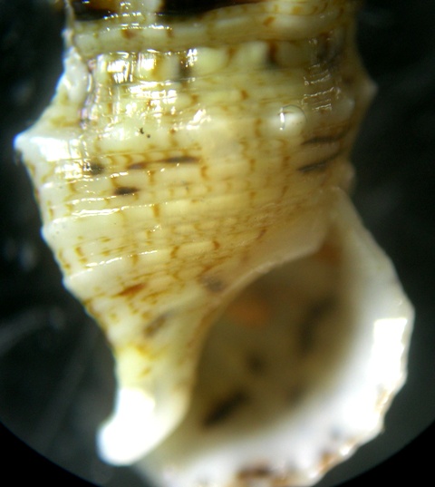 Cerithium lividulum e repandanum