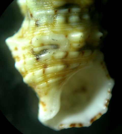 Cerithium lividulum e repandanum