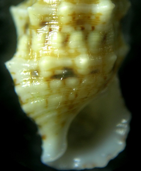 Cerithium lividulum e repandanum