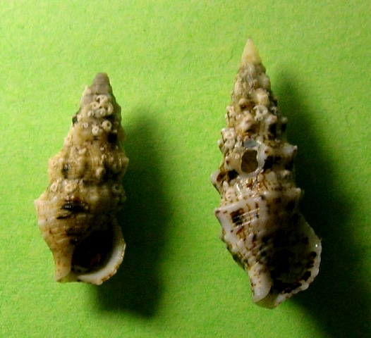 Cerithium lividulum e repandanum