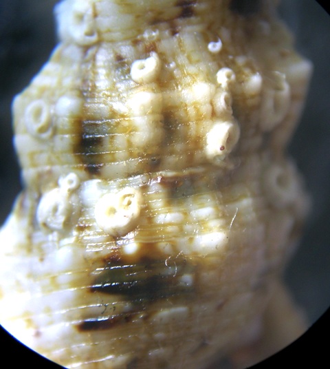 Cerithium lividulum e repandanum