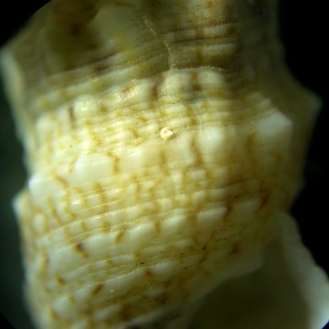 Cerithium lividulum e repandanum