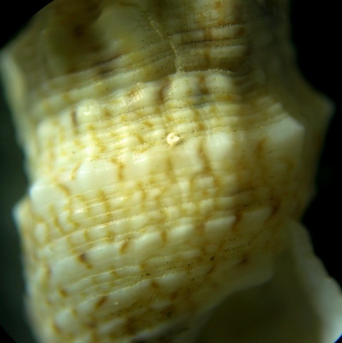 Cerithium lividulum e repandanum