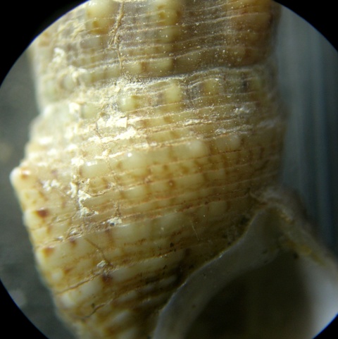 Cerithium lividulum e repandanum