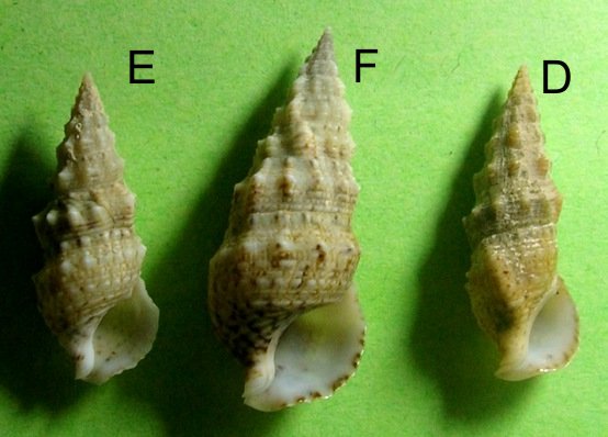 Cerithium lividulum e repandanum