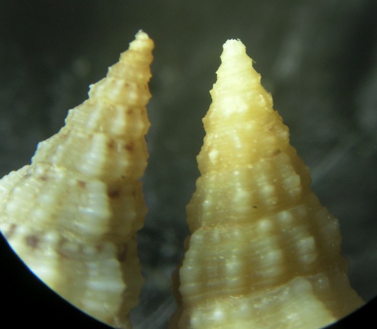 Cerithium lividulum e repandanum