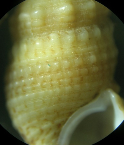 Cerithium lividulum e repandanum