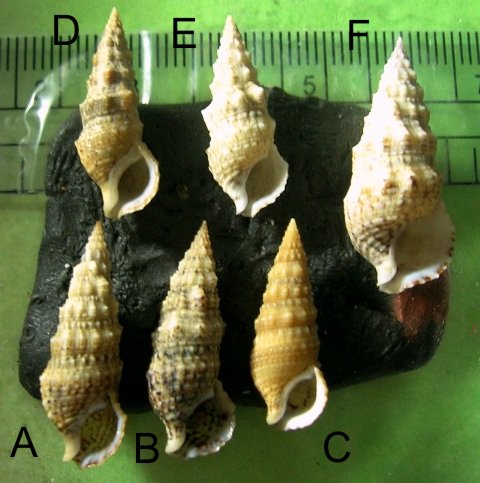 Cerithium lividulum e repandanum