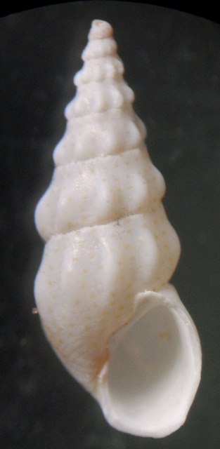 Rissoa variabilis spongicola
