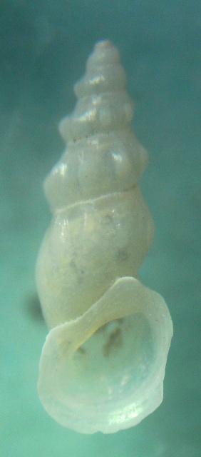 Rissoa aartseni