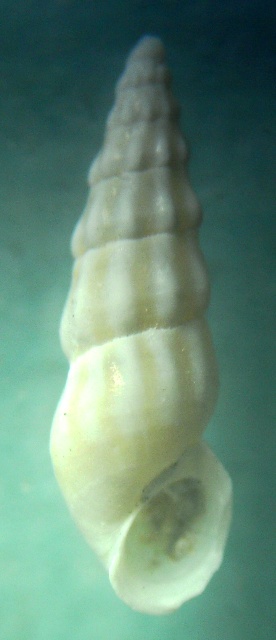 Rissoa aartseni