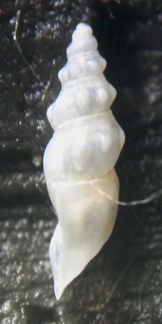 Rissoa aartseni