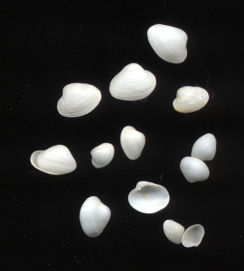 Isorropodon perplexum