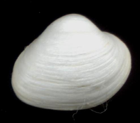 Isorropodon perplexum