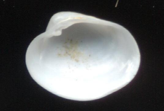 Isorropodon perplexum