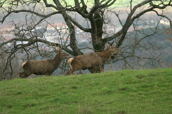 PASSIONE PER IL CERVO