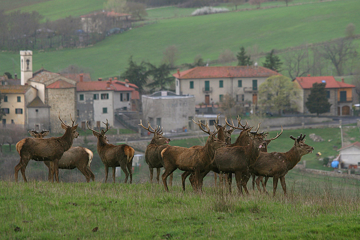 PASSIONE PER IL CERVO