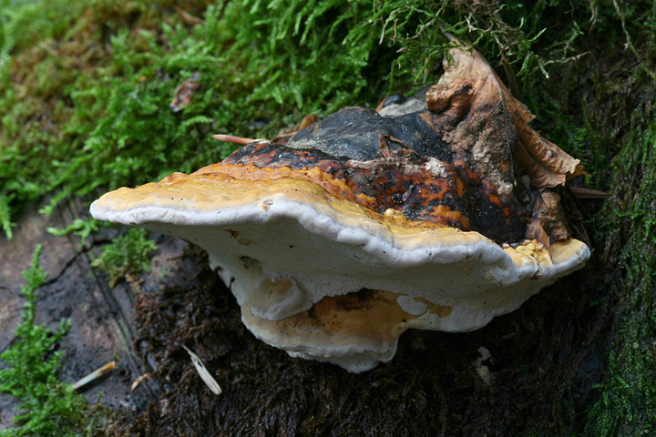 da determinare 3 (Fomitopsis pinicola)