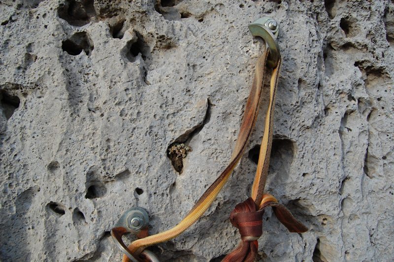 Licheni di Malanyeu (Barcelona, Spagna)