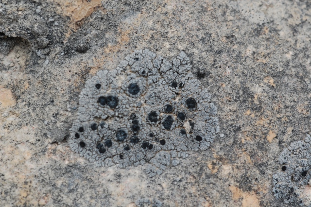 Da determinare. Paret de Canalda - Solson�s - Catalonia