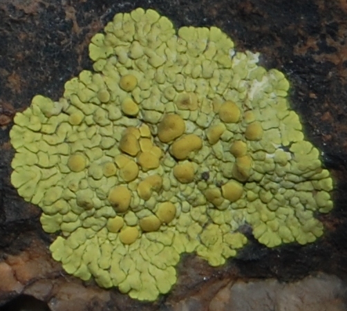 Licheni - Parc Natural del Montseny (Barcelona) Spagna