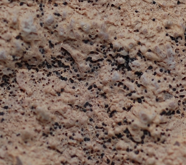 Da determinare. Paret de Canalda - Solson�s - Catalonia