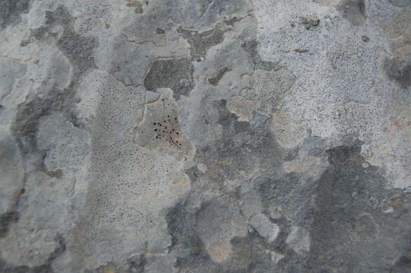 Licheni - Parc Natural del Garraf (Barcelona)