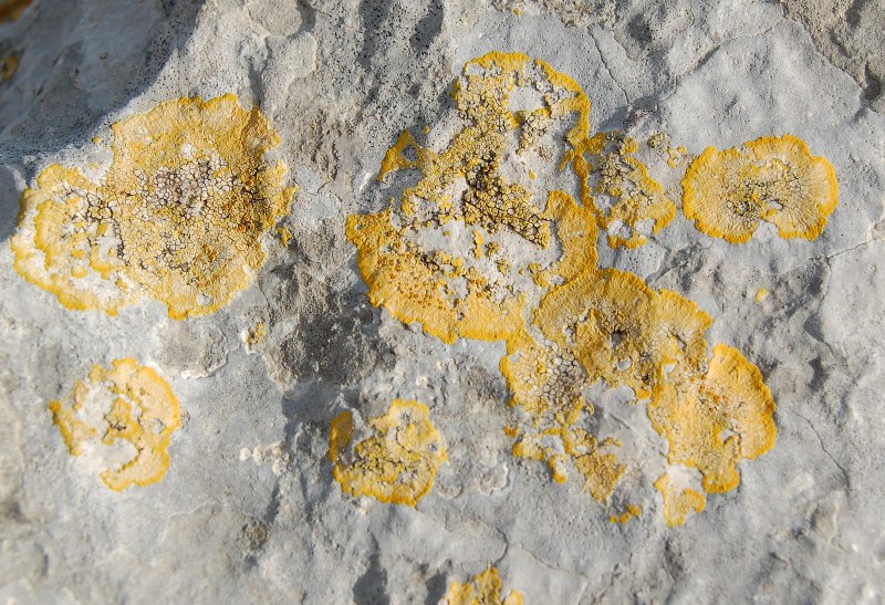 Licheni - Parc Natural del Garraf (Barcelona)