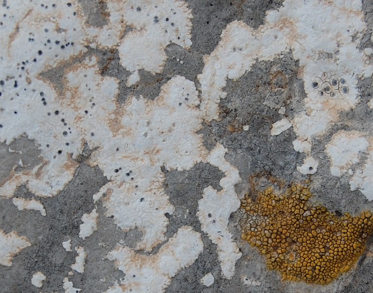 Licheni - Parc Natural del Garraf (Barcelona)