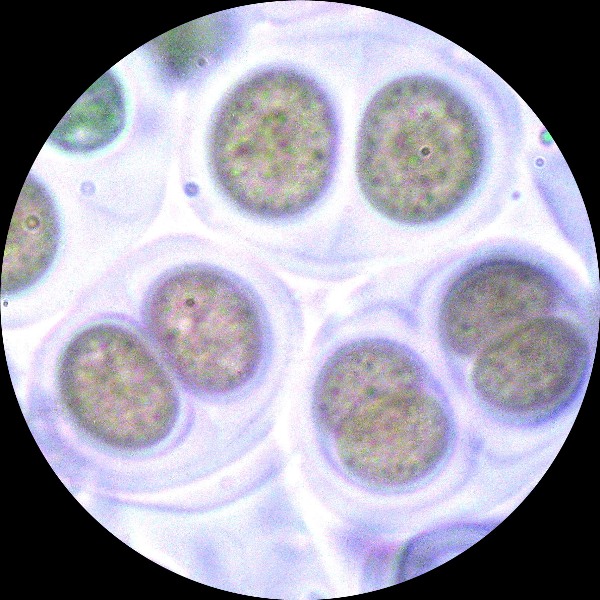 Da determinare. Paret de Canalda - Solson�s - Catalonia