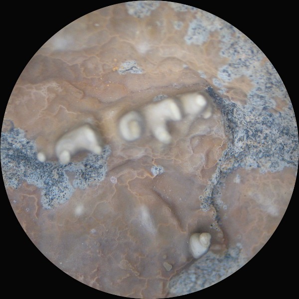 Da determinare. Paret de Canalda - Solson�s - Catalonia