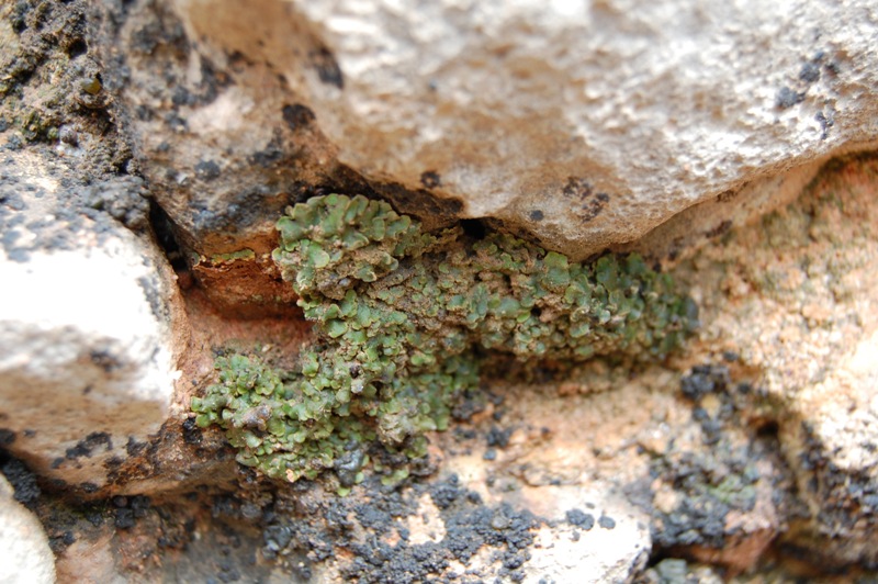 Licheni di Mallos de Riglos (Huesca)