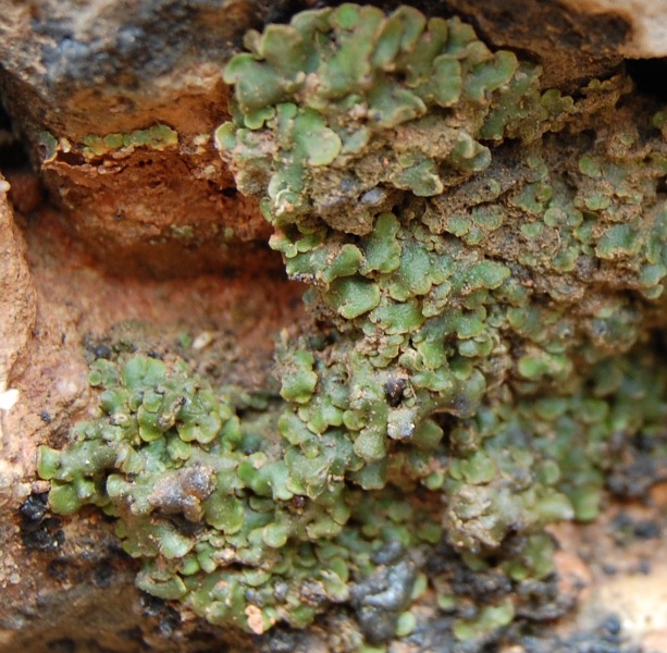 Licheni di Mallos de Riglos (Huesca)