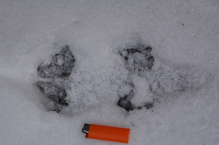 RICONOSCIMENTO strane tracce su neve