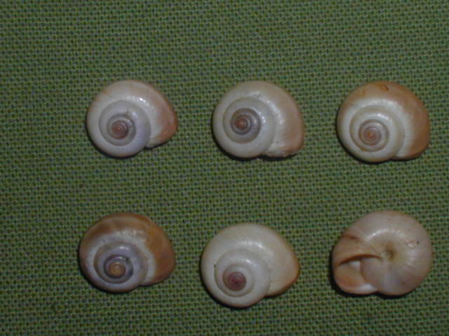 monacha  olivieri   (Ferussac 1821