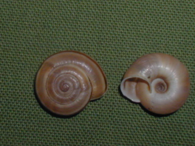 Chilostoma (Chilostoma) cingulatum anconae(Gentiluomo, 1868)