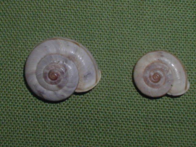 Chilostoma (Cingulifera) cingulatum philippi   (kobelt 1905)