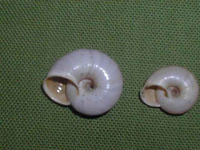 Chilostoma (Cingulifera) cingulatum philippi   (kobelt 1905)
