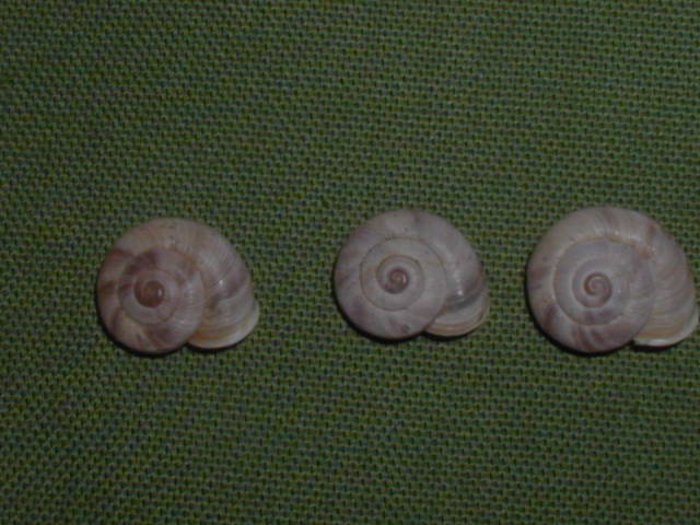 Chilostoma cingulatum sentinense (Piersanti, 1933)