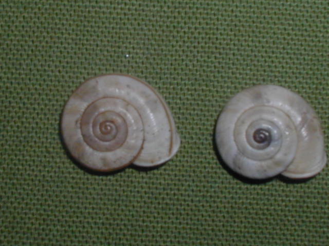 Chilostoma (Cingulifera) cingulatum philippi   (kobelt 1905)