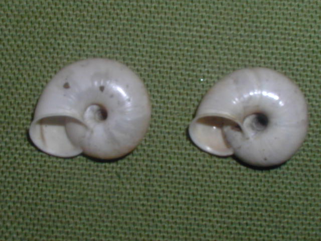 Chilostoma (Cingulifera) cingulatum philippi   (kobelt 1905)