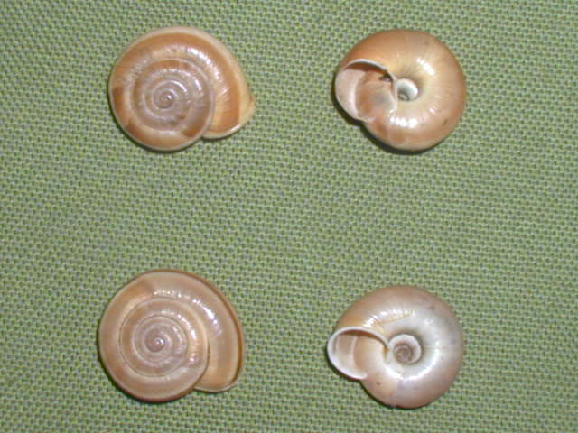 Chilostoma (Chilostoma) cingulatum anconae(Gentiluomo, 1868)