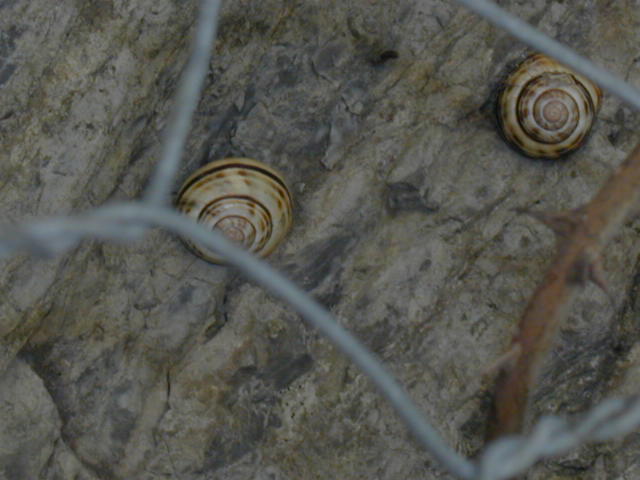 Cepaea sylvatica  (draparnaud 1801