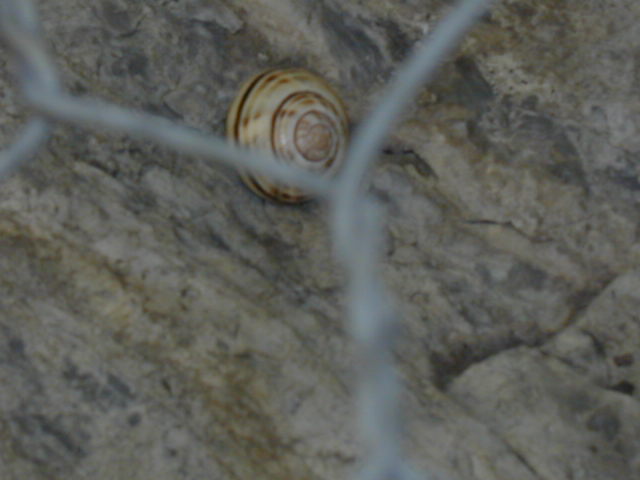 Cepaea sylvatica  (draparnaud 1801