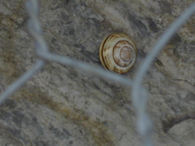 Cepaea sylvatica  (draparnaud 1801