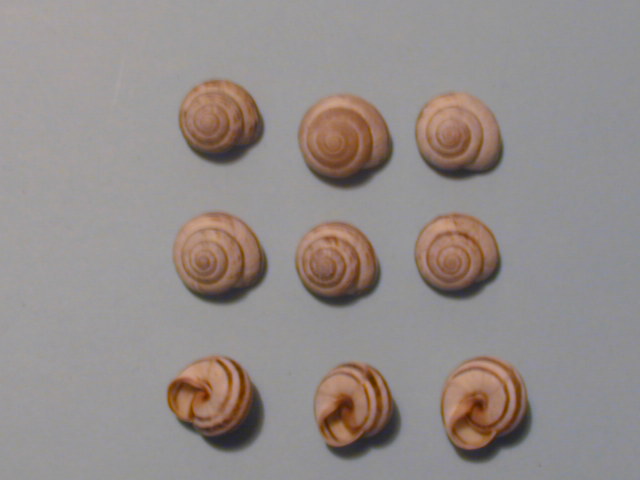 Cepaea sylvatica  (draparnaud 1801