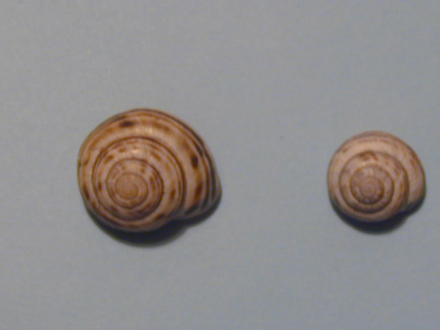 Cepaea sylvatica  (draparnaud 1801