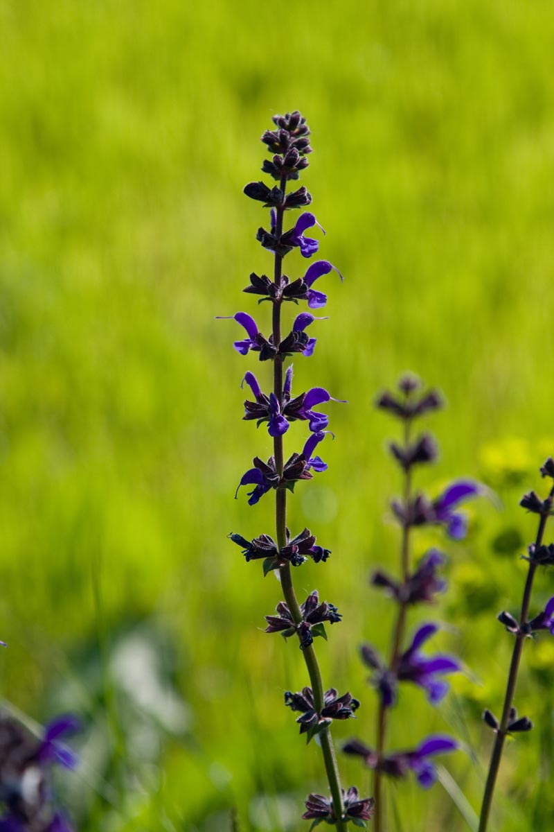 Salvia spp.
